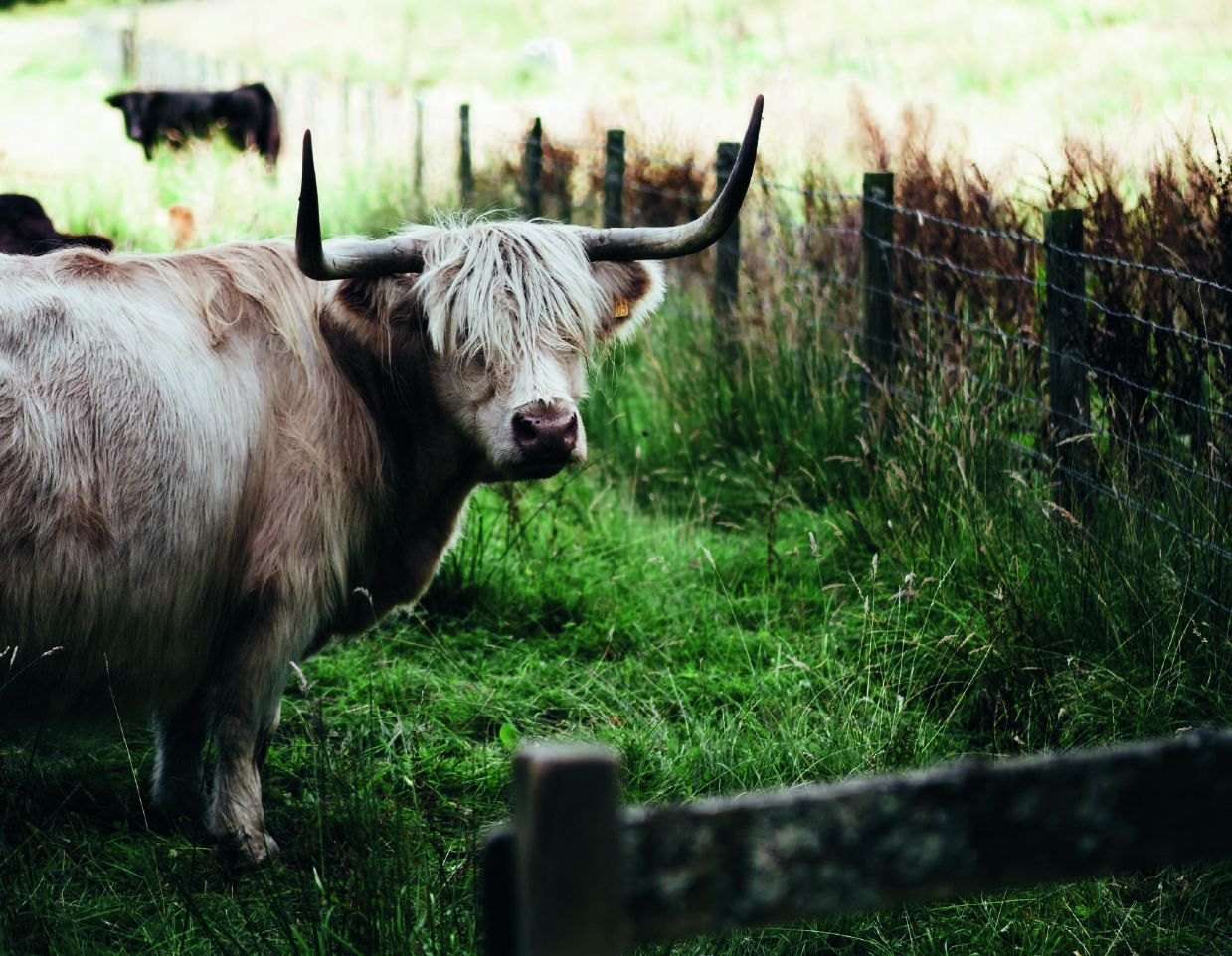 A pale Highland cow at a fence line in deep green pasture
