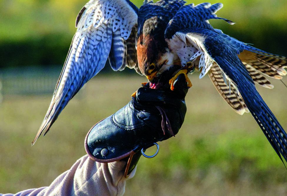 A falconer's bird poised in the Scottish wilderness